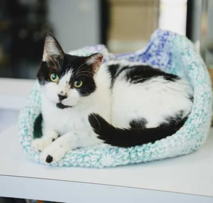 Photo of Buddy