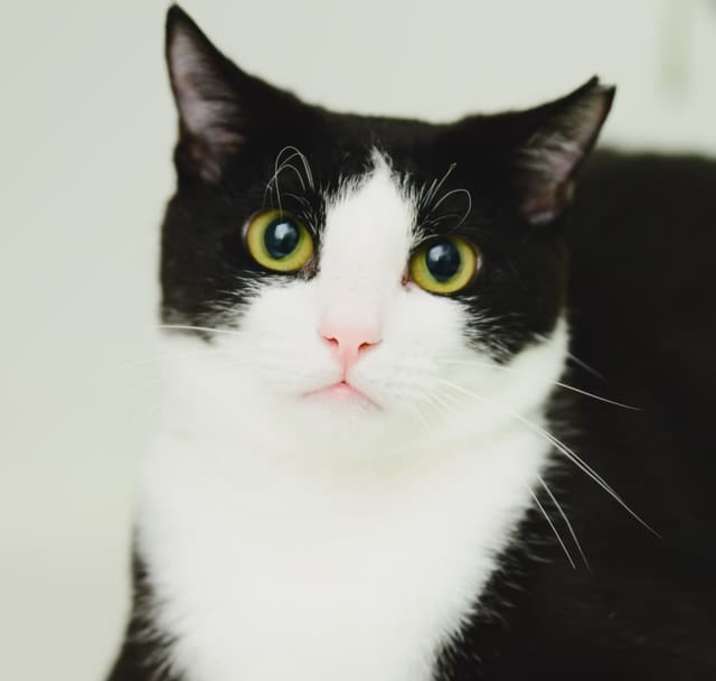 Photo of Ajax