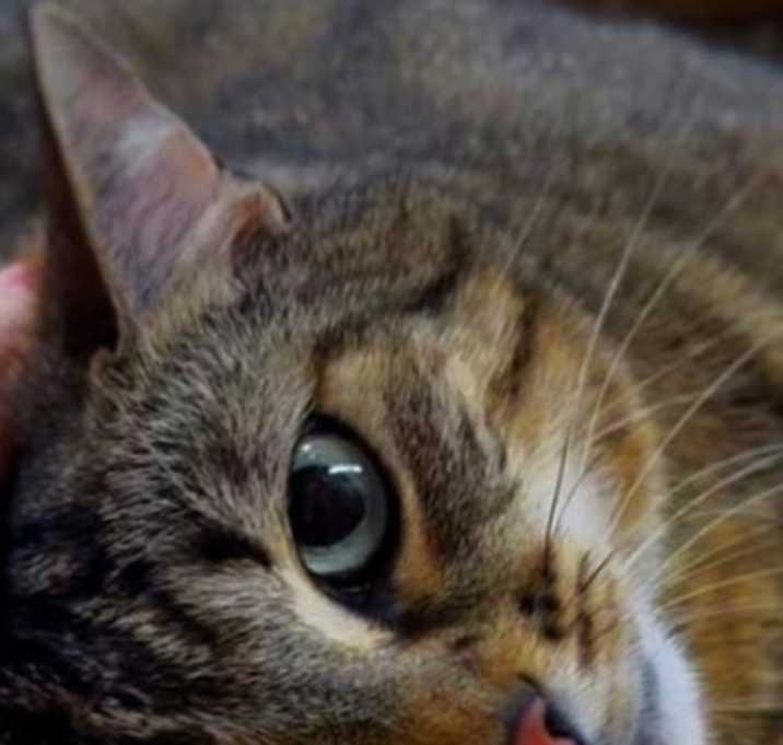 Photo of Floppsy