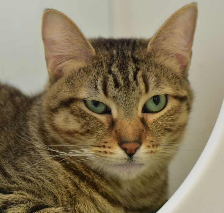 Photo of Nutmeg