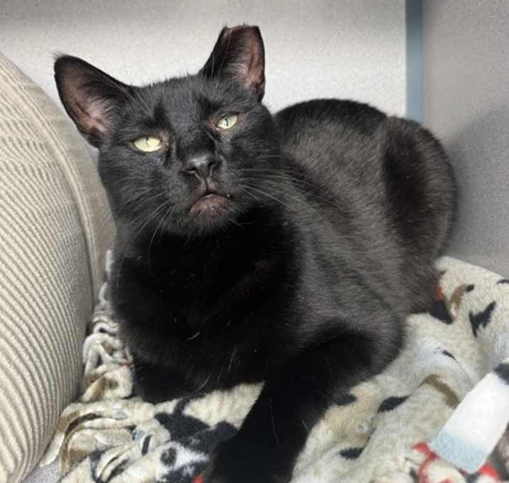 Photo of Cocoa