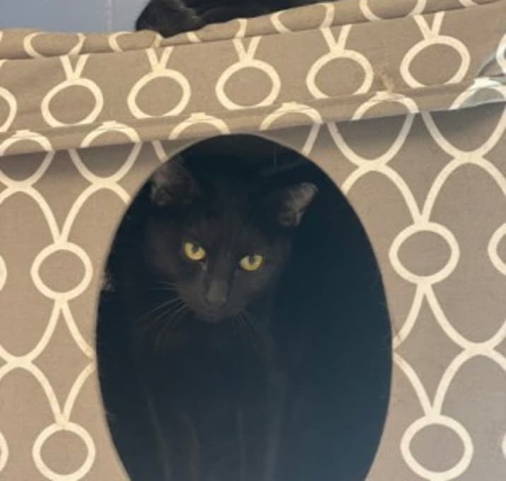 Photo of Drusilla