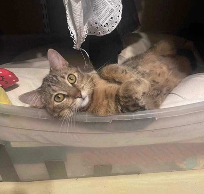 Photo of Sunday YOUNG FEMALE TABBY
