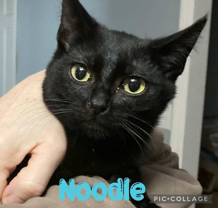 Photo of Noodle