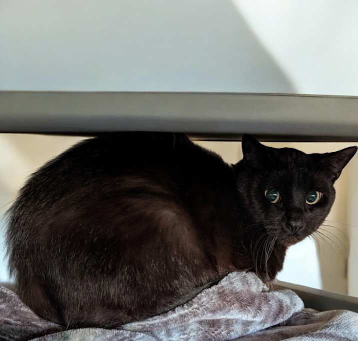 Photo of Sparkle