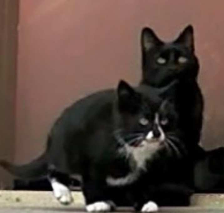 Photo of Found Mom Cat Mantorville