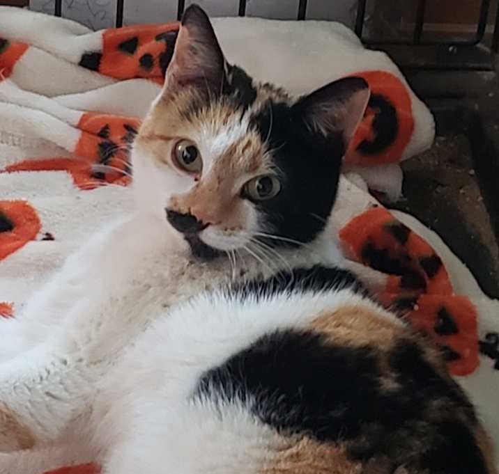 Photo of Angel