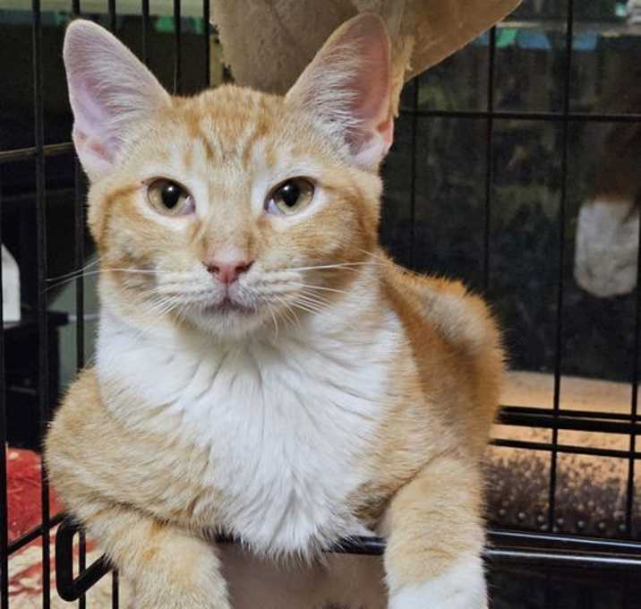 Photo of Tiancat