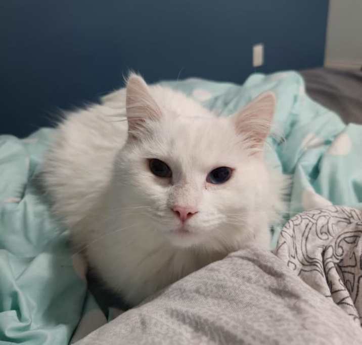 Photo of Macaroni