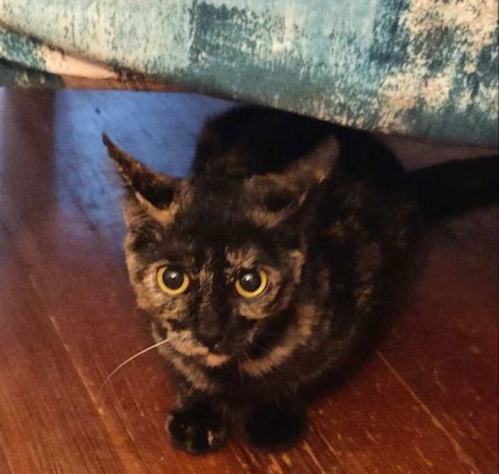 Photo of Little Cat