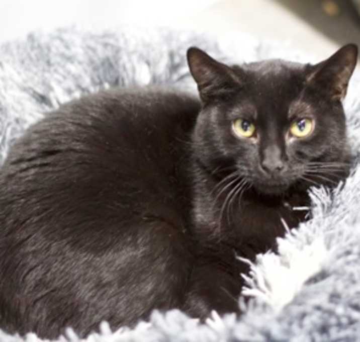 Photo of Mocha