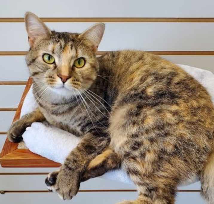Photo of Dahlia