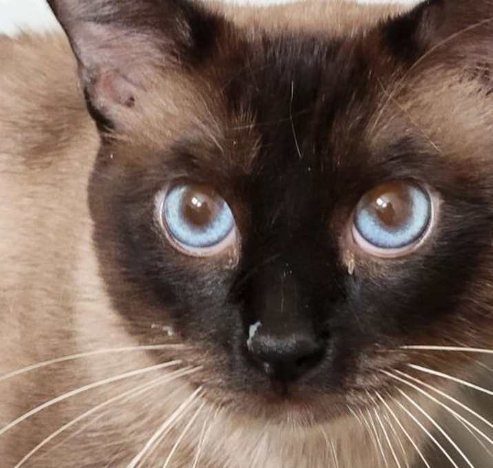 Photo of Buddy