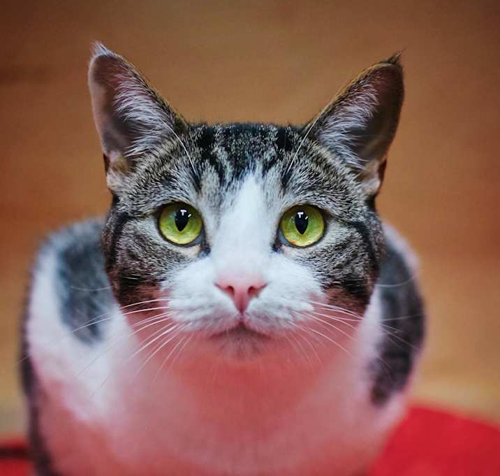 Photo of Izzy