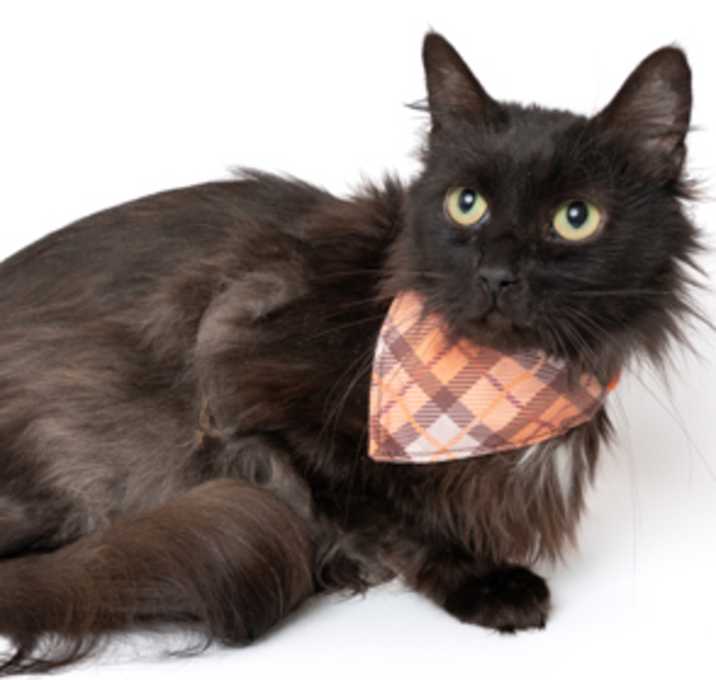 Photo of Nyx