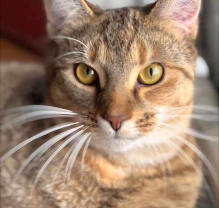 Photo of MEADOW GIRL