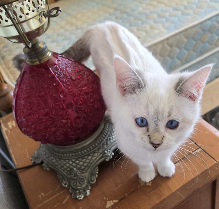 Photo of Blanca