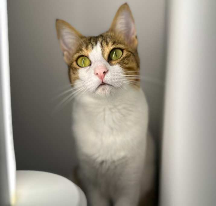 Photo of Kiwi