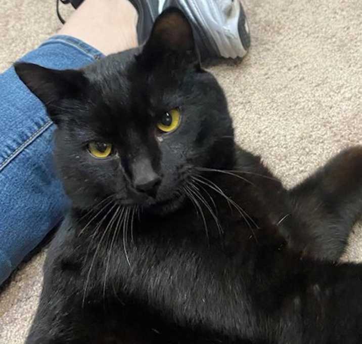 Photo of Shadow - Social Sweetheart
