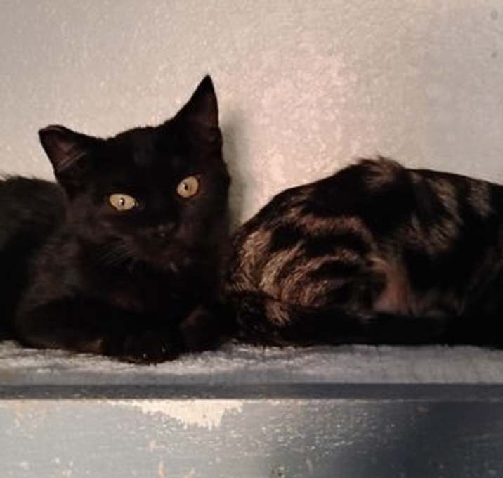 Photo of Fritz & Misty - Shy Sweeties