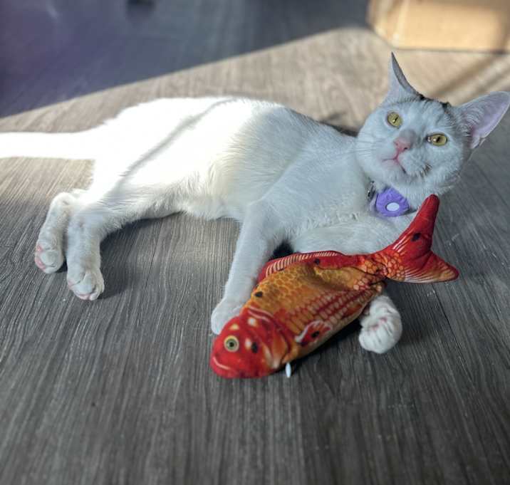 Photo of Juniper