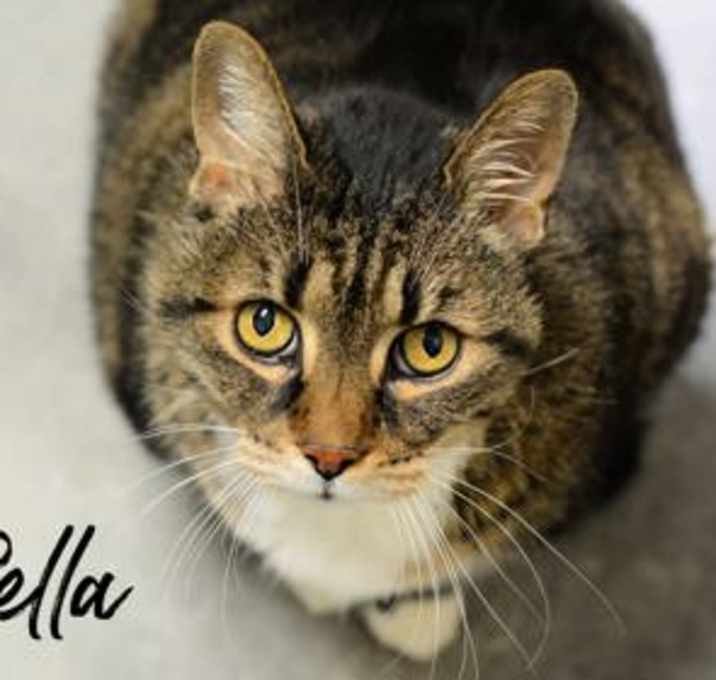 Photo of Bella