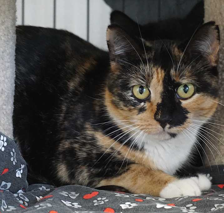 Photo of Dutchess