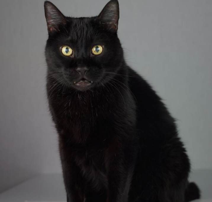 Photo of Scamper