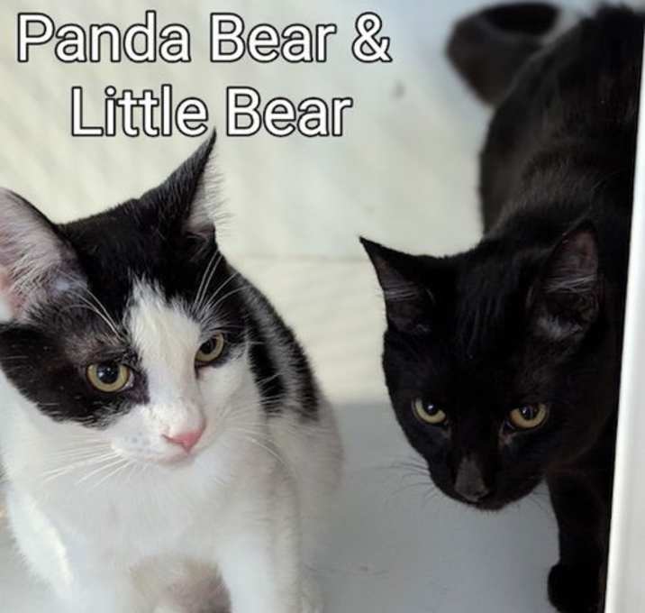 Photo of Panda and Little Bear bonded pair