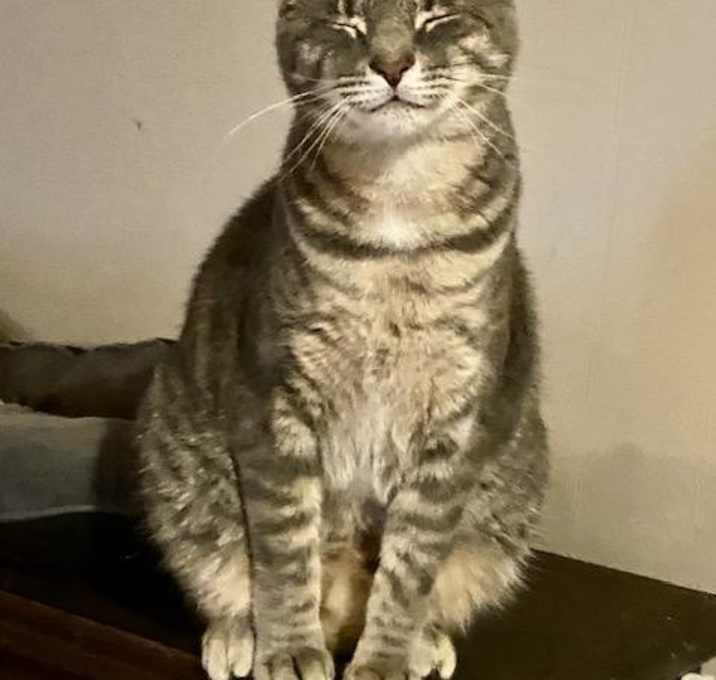 Photo of Merry