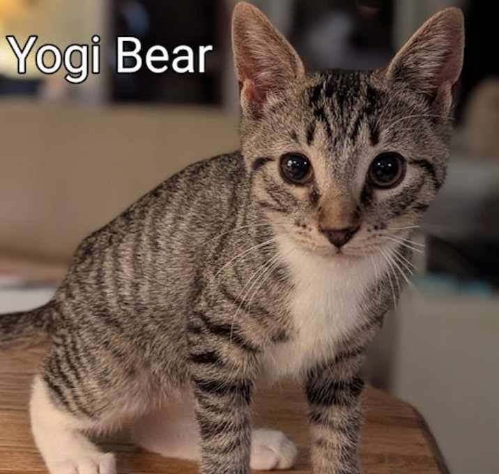 Photo of Yogi