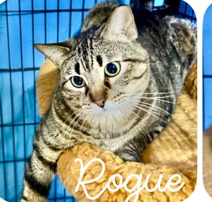 Photo of Rogue