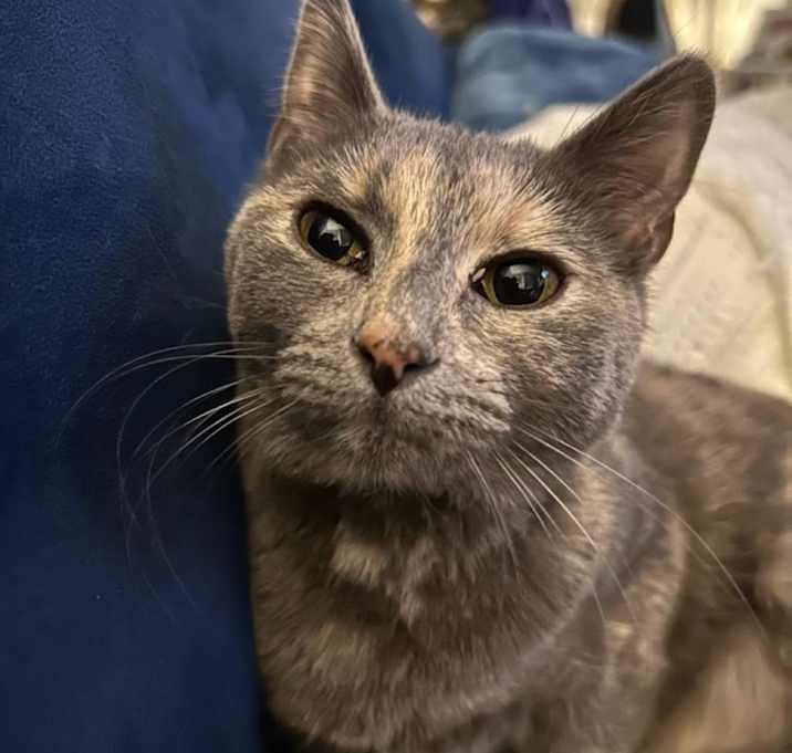 Photo of Petunia