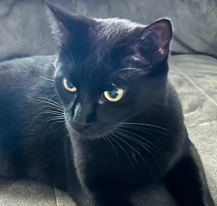 Photo of Raven