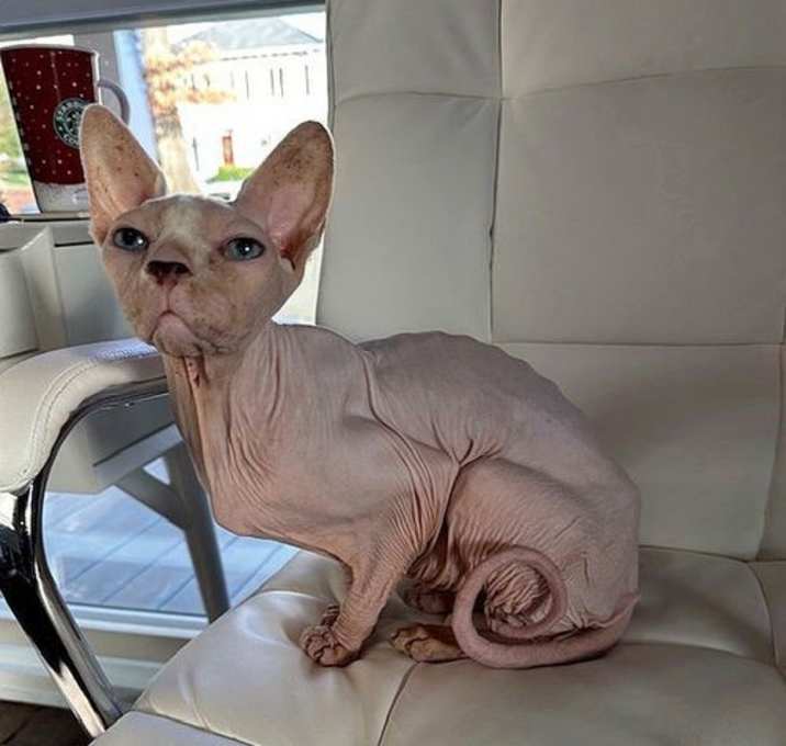 Photo of MOJO