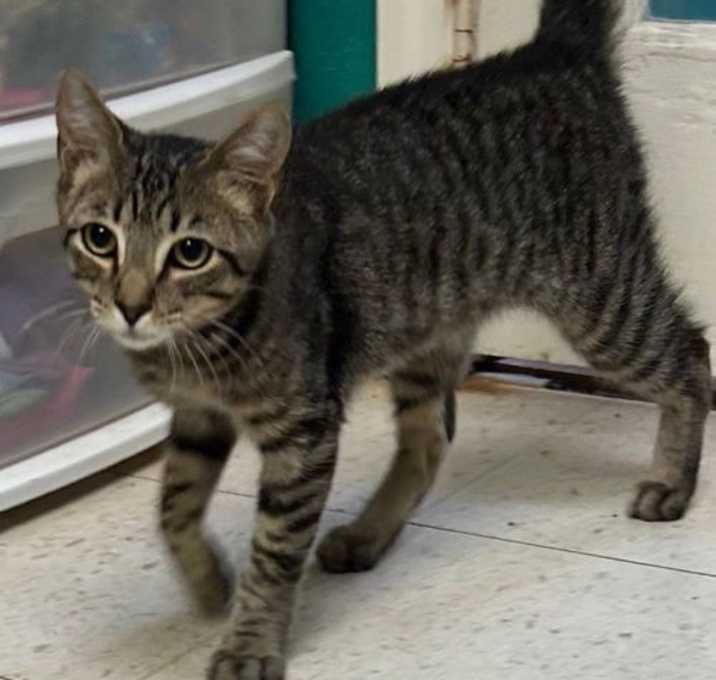 Photo of Buzzy