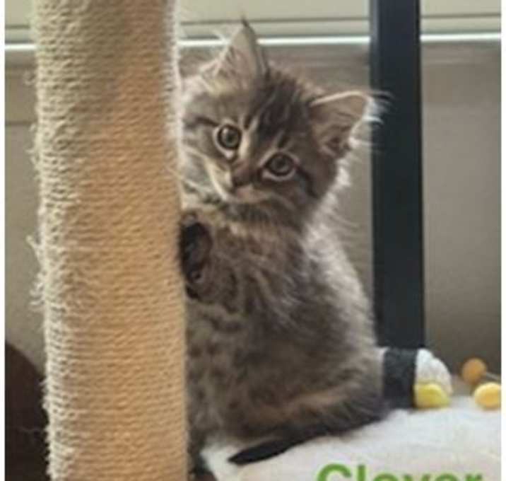 Photo of Clover