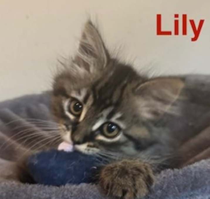 Photo of Lily