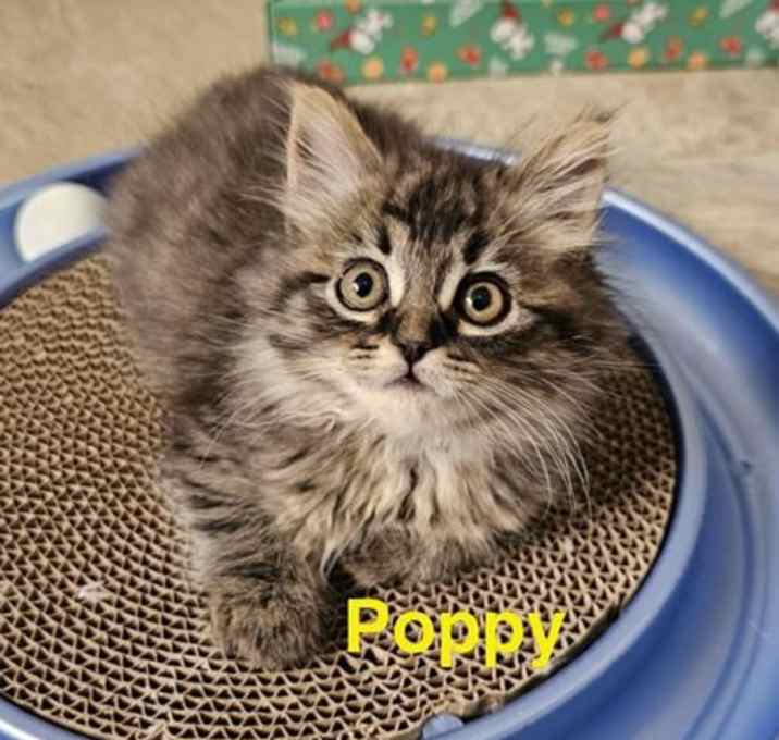 Photo of Poppy