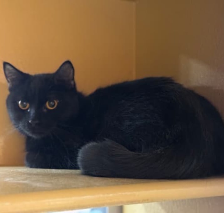 Photo of Midori