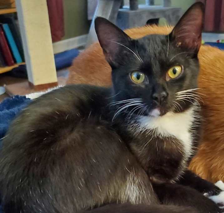 Photo of Nyssa (kitten) - must go with Romana