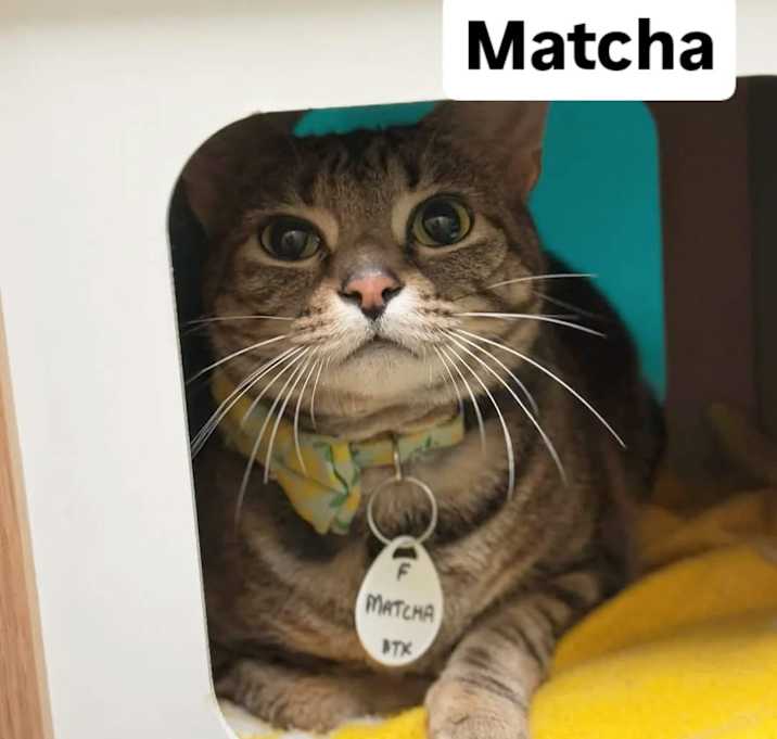 Photo of Matcha