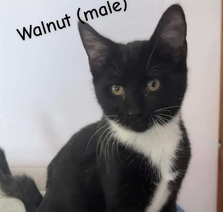 Photo of Walnut