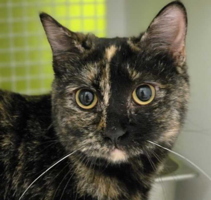 Photo of Topaz