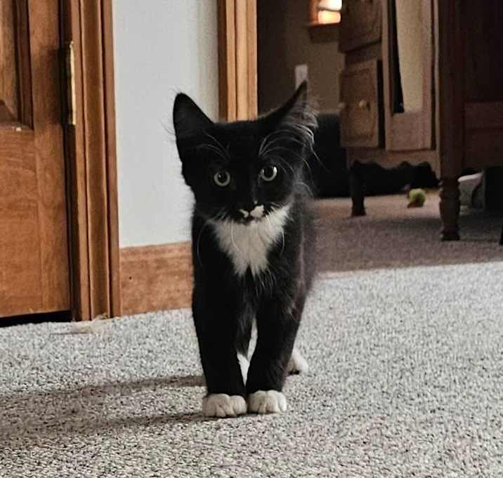 Photo of Cooper