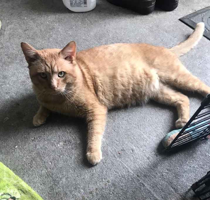 Photo of Garfield