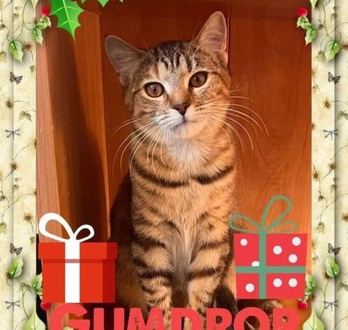 Photo of Gumdrop