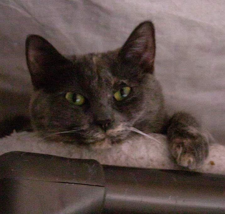 Photo of Fern