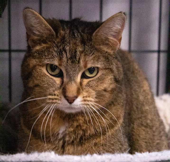 Photo of Ginger