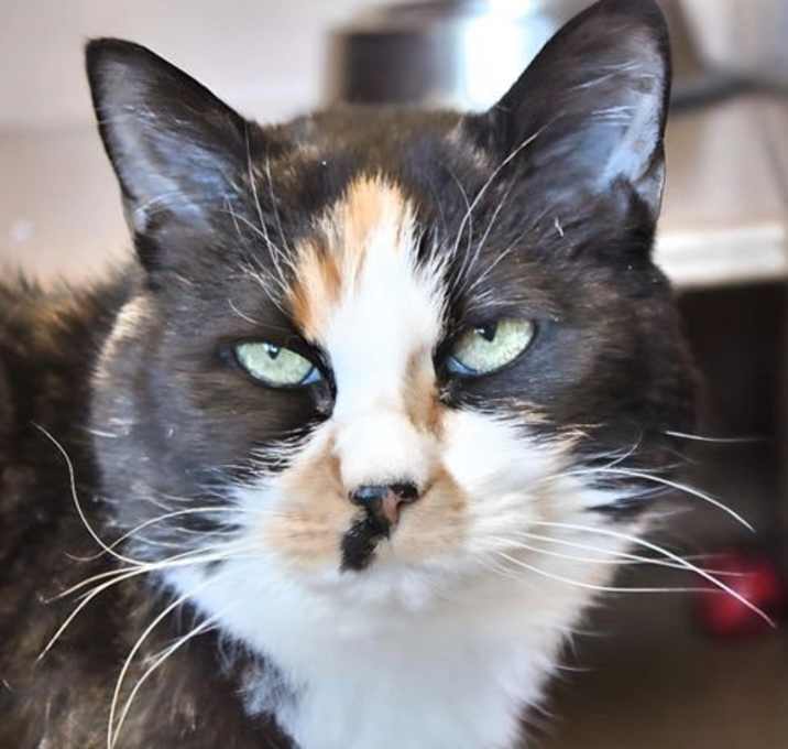 Photo of Tater